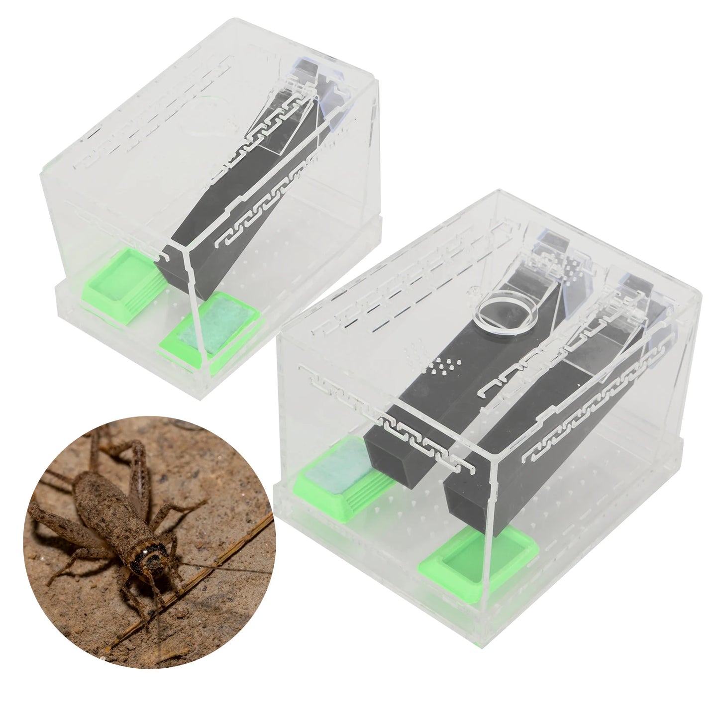 Acrylic Feeding Cricket Keeper Pen with Tubes Insect Cockroach Care Kit Reptile  Box Cricket Keeper Cricket Keeper  Box